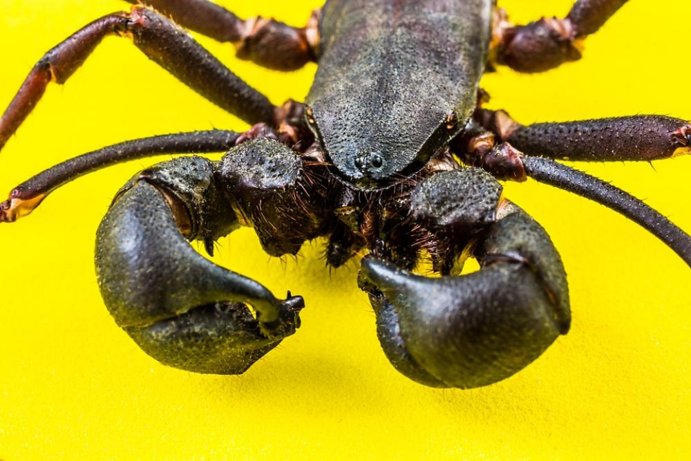 Insect Unknown Insect Close Up Insect Unknown Insect Close Up