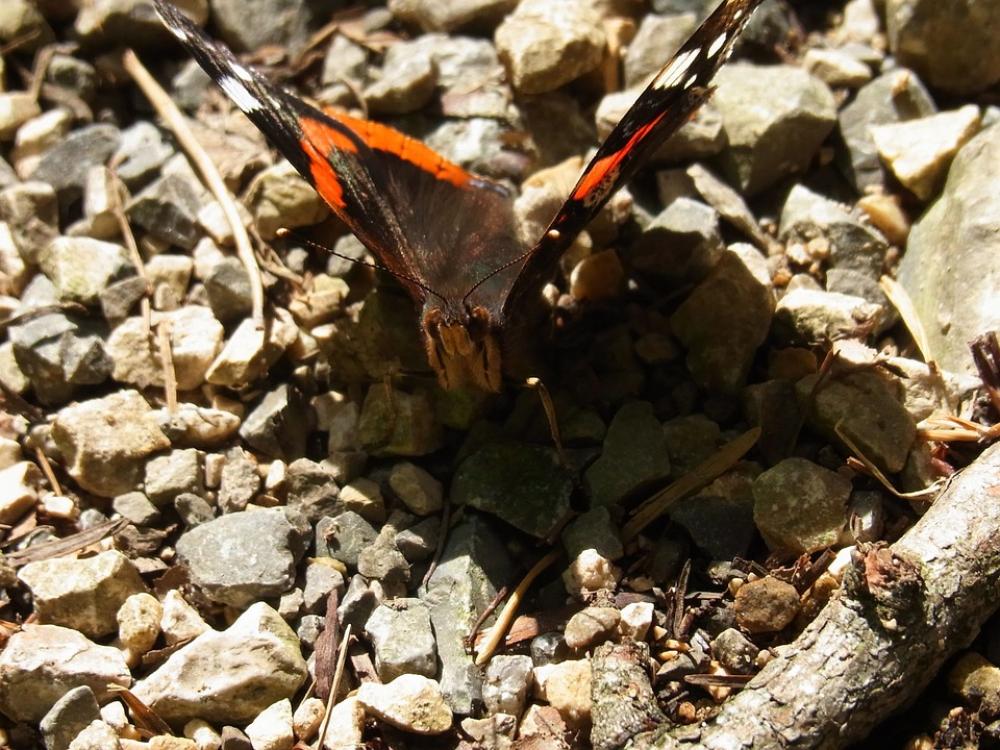 Insect Butterfly Animal Nature Insect Butterfly Animal Nature