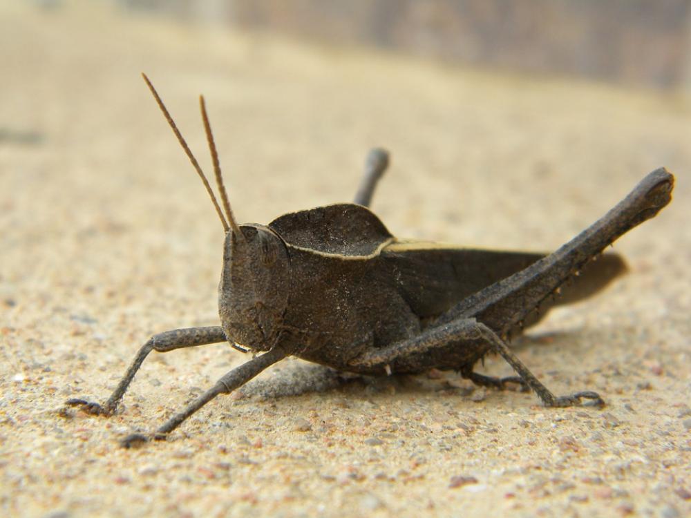 Insect Grasshopper Animal Insect Grasshopper Animal