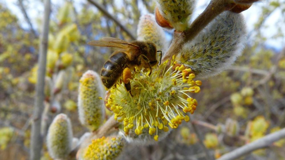 Insects Bee Forage Macro Flowering Spring Garden Insects Bee Forage Macro Flowering Spring Garden