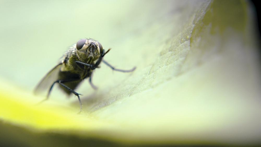 Insects Green Be Macro Insect Animal Insects Green Be Macro Insect Animal