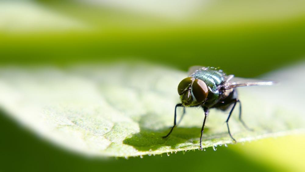 Insects Green Be Macro Insect Animal Insects Green Be Macro Insect Animal