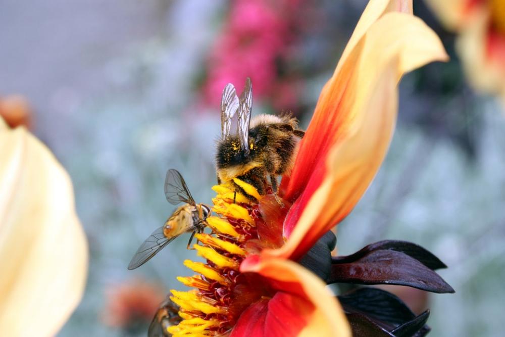 Insects Wasps Bees Hoverfly Flower Stamen Petal Insects Wasps Bees Hoverfly Flower Stamen Petal