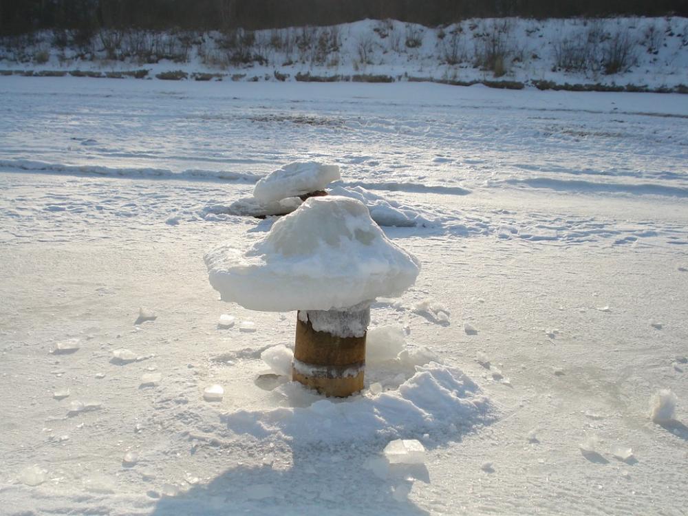 Island Of Usedom Winter Ice Mushrooms Mushroom Island Of Usedom Winter Ice Mushrooms Mushroom