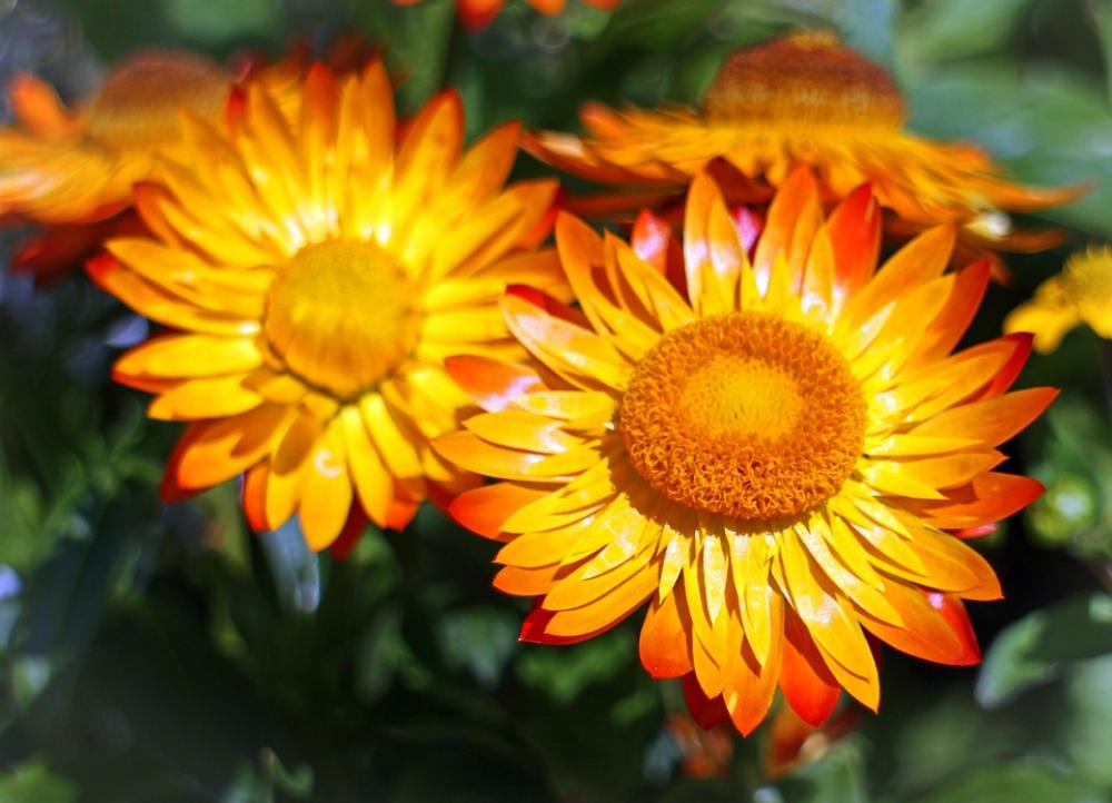 Italicum Straw Flowers Flowers Blossom Bloom Gold Italicum Straw Flowers Flowers Blossom Bloom Gold