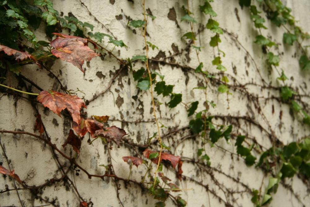 Ivy Korea Seoul Leaves Wall Autumn Ivy Korea Seoul Leaves Wall Autumn