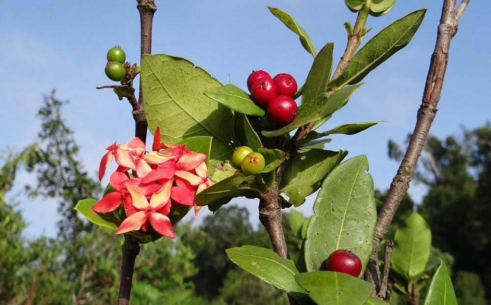 Ixora Coccinea Wild Ixora Flower Berries Ixora Coccinea Wild Ixora Flower Berries