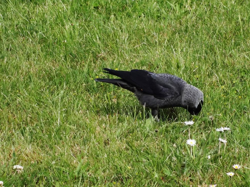Jackdaw Corvus Monedula Black Grey Raven Bird Jackdaw Corvus Monedula Black Grey Raven Bird