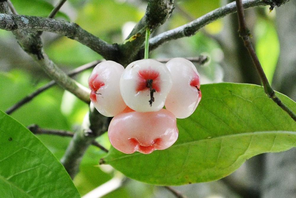 Jambu Fruits Jambu Tropical Fruit Sweet Fruit Jambu Fruits Jambu Tropical Fruit Sweet Fruit