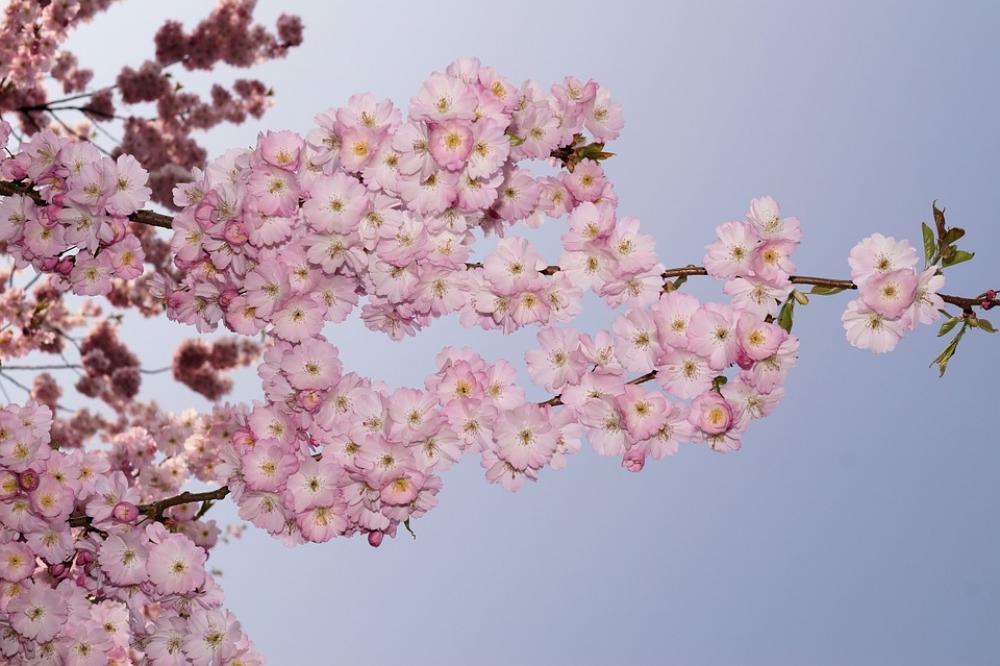 Japanese Cherry Blossom Japanese Cherry Trees Japanese Cherry Blossom Japanese Cherry Trees