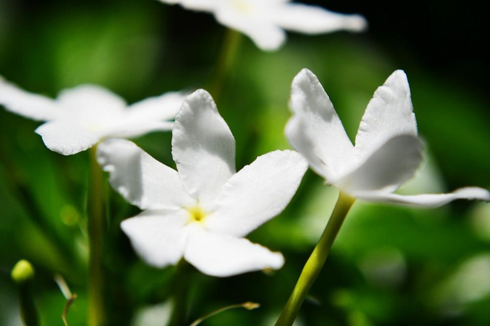 Jasmine Flower Jasmine Flowers Flower Nature Wild Jasmine Flower Jasmine Flowers Flower Nature Wild