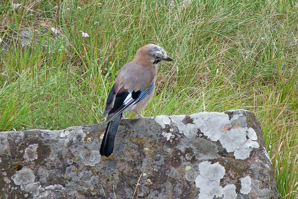 Jay Animals Bird Nature Rest Jay Animals Bird Nature Rest
