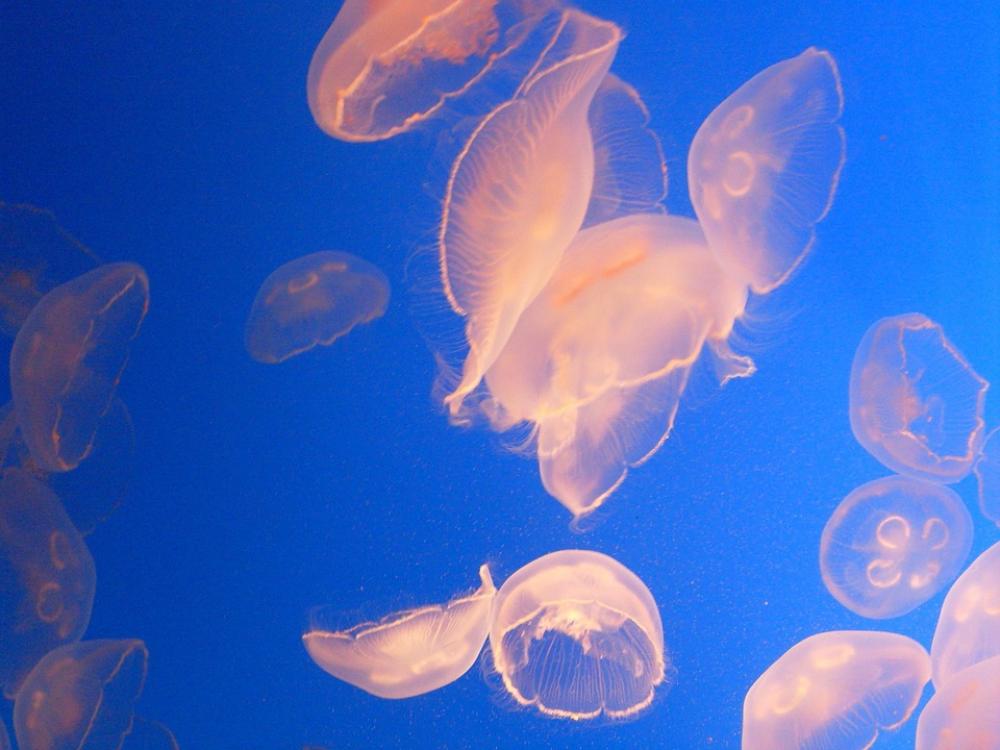 Jellyfish Aquarium Sea Marine Fauna Jellyfish Aquarium Sea Marine Fauna