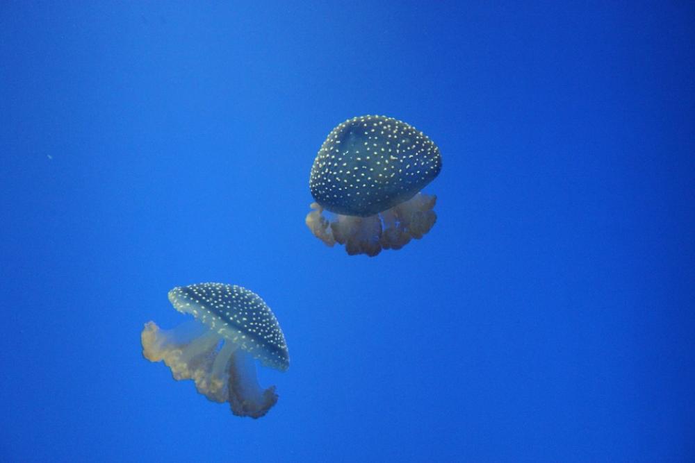 Jellyfish Ocean Sea Jellyfish Ocean Sea