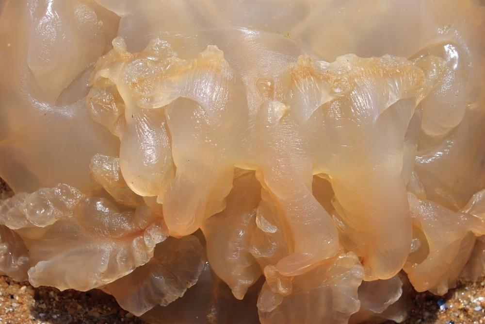 Jellyfish Sea Ocean Beach Jellyfish Sea Ocean Beach