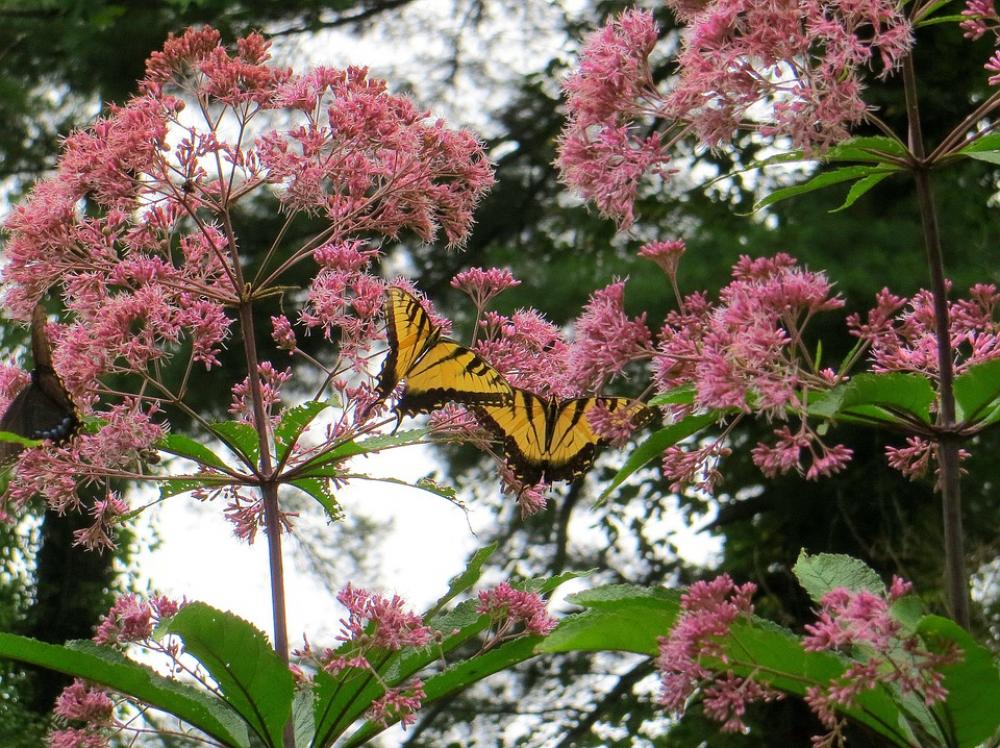 Joe Pye Weed Butterfly Flowers Yellow Pink Joe Pye Weed Butterfly Flowers Yellow Pink