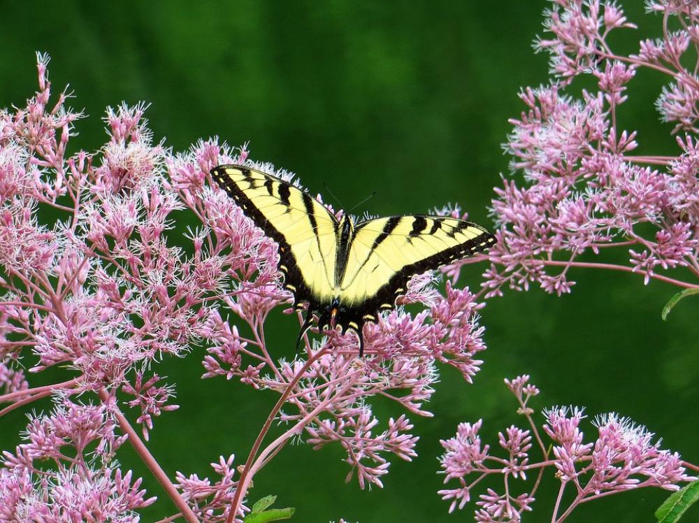 Joe Pye Weed Butterfly Flowers Yellow Pink Joe Pye Weed Butterfly Flowers Yellow Pink