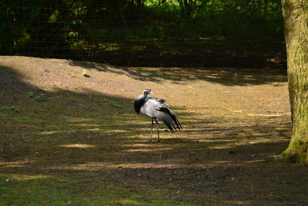 Jungfernkraniche Bird Bill Nature Animal Grey Jungfernkraniche Bird Bill Nature Animal Grey