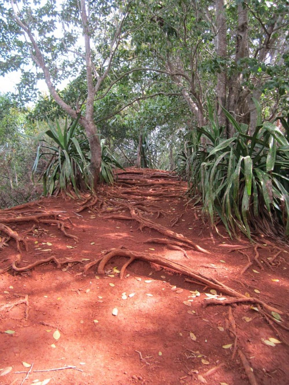 Jungle Earth Tones Red Clay Ochre Colours Jungle Earth Tones Red Clay Ochre Colours