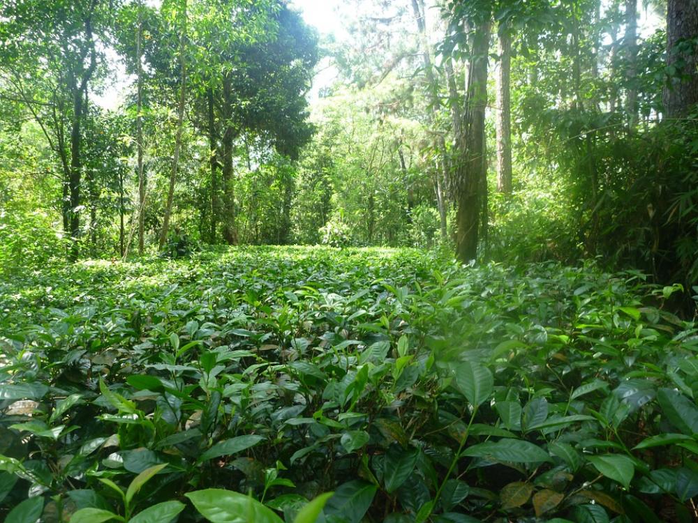 Jungle Nature Tea Ceylon Rainforest Jungle Nature Tea Ceylon Rainforest