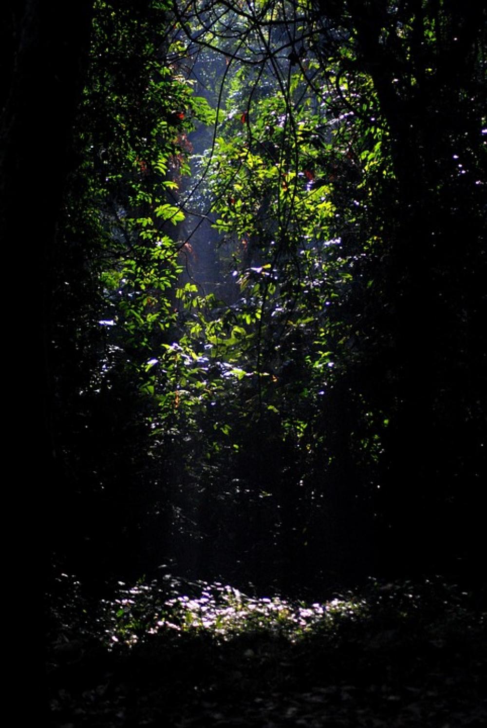 Jungle Gorumara Forest Trees Leaves Dark Nature Jungle Gorumara Forest Trees Leaves Dark Nature