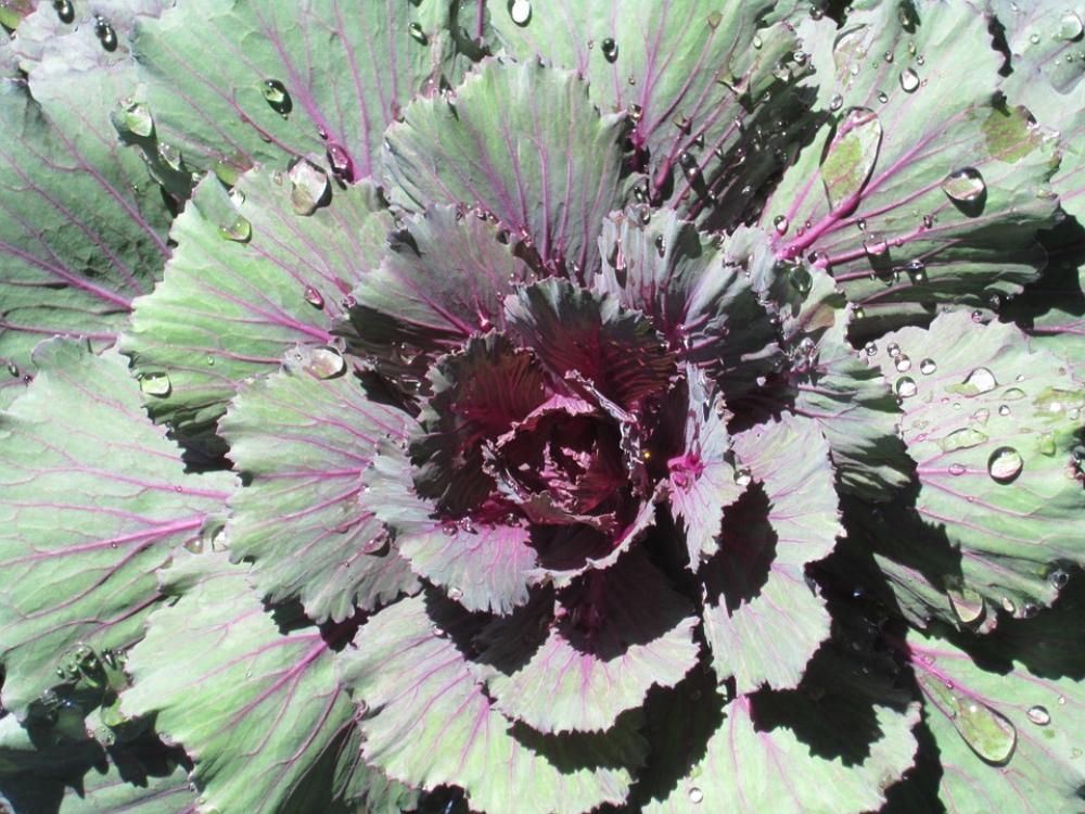 Kale Plant Landscape Plants Leaf Nature Leaves Kale Plant Landscape Plants Leaf Nature Leaves