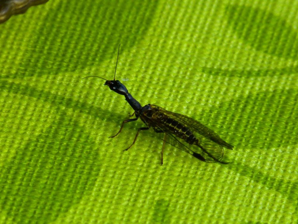 Kamelhalsfliege Insect Animal Long Jibe Sczwarz Kamelhalsfliege Insect Animal Long Jibe Sczwarz