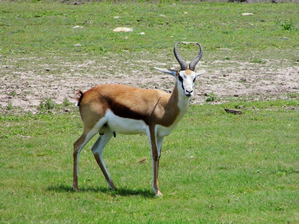 Kansas City Zoo Nature Animals Water Rivers Trees Kansas City Zoo Nature Animals Water Rivers Trees