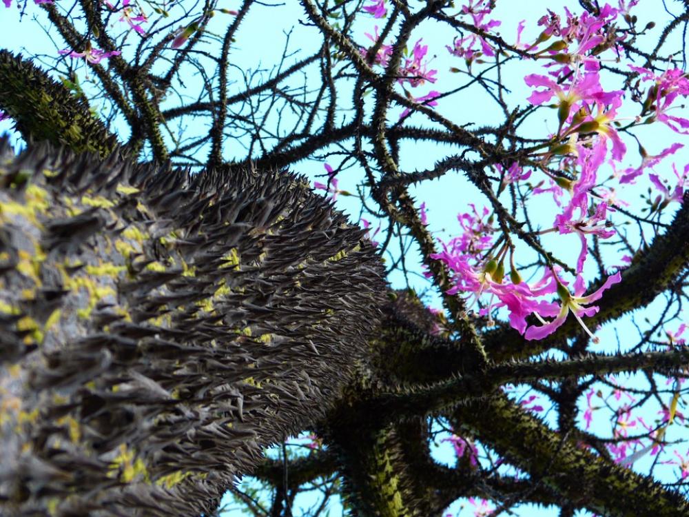 Kapok Tree Ceiba Pentandra Pochote Tribe Prickly Kapok Tree Ceiba Pentandra Pochote Tribe Prickly