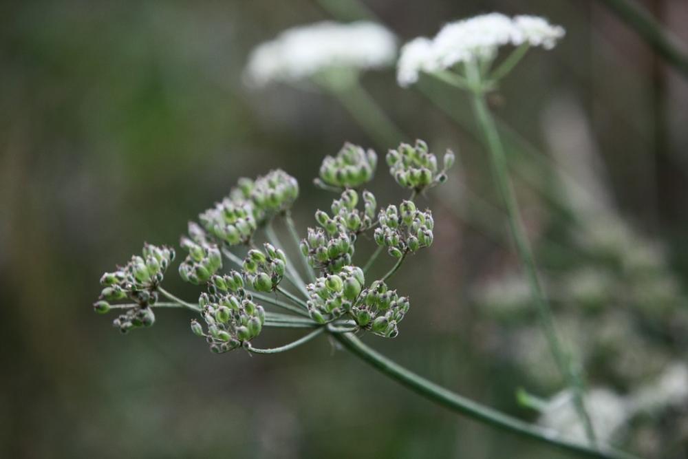 Keck Cow Parsley Wild Chervil Wild Beaked Parsley Keck Cow Parsley Wild Chervil Wild Beaked Parsley