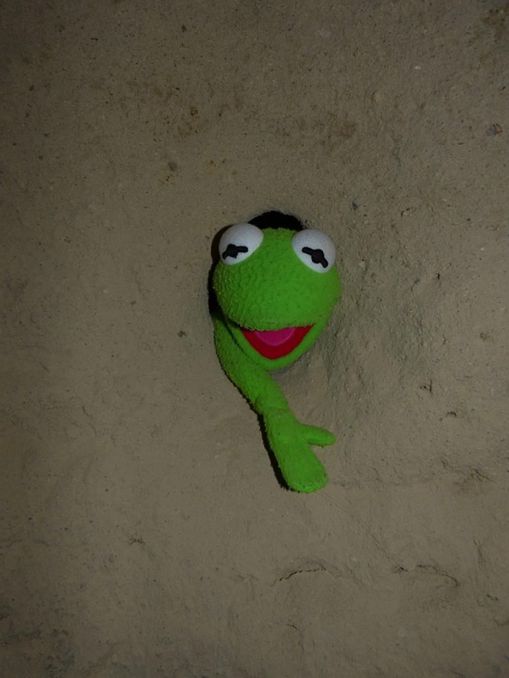 Kermit Frog Green Wall Hole Caught Stone Cold Kermit Frog Green Wall Hole Caught Stone Cold