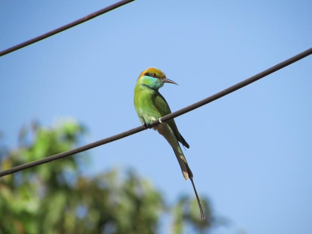 Kingfisher Bird Alcedo Atthis Small Green Exotic Kingfisher Bird Alcedo Atthis Small Green Exotic