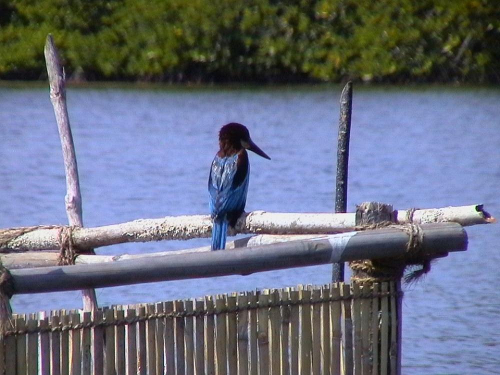 Kingfisher Blue Bird Wings Animal Wildlife Kingfisher Blue Bird Wings Animal Wildlife