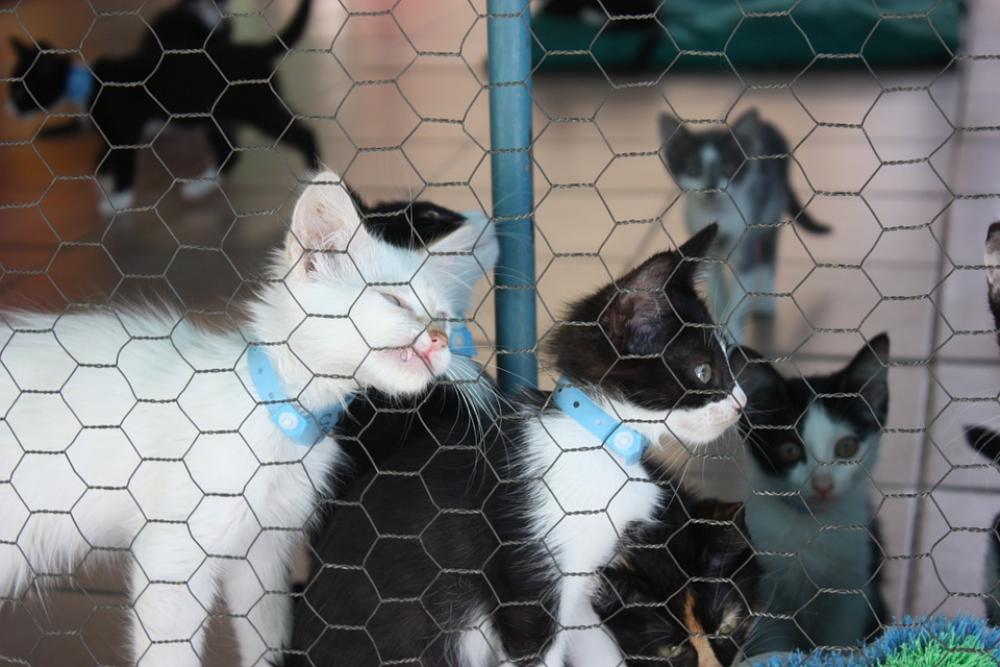 Kitten Kennel Cats Feline Kitty Cat Cute Kitten Kennel Cats Feline Kitty Cat Cute