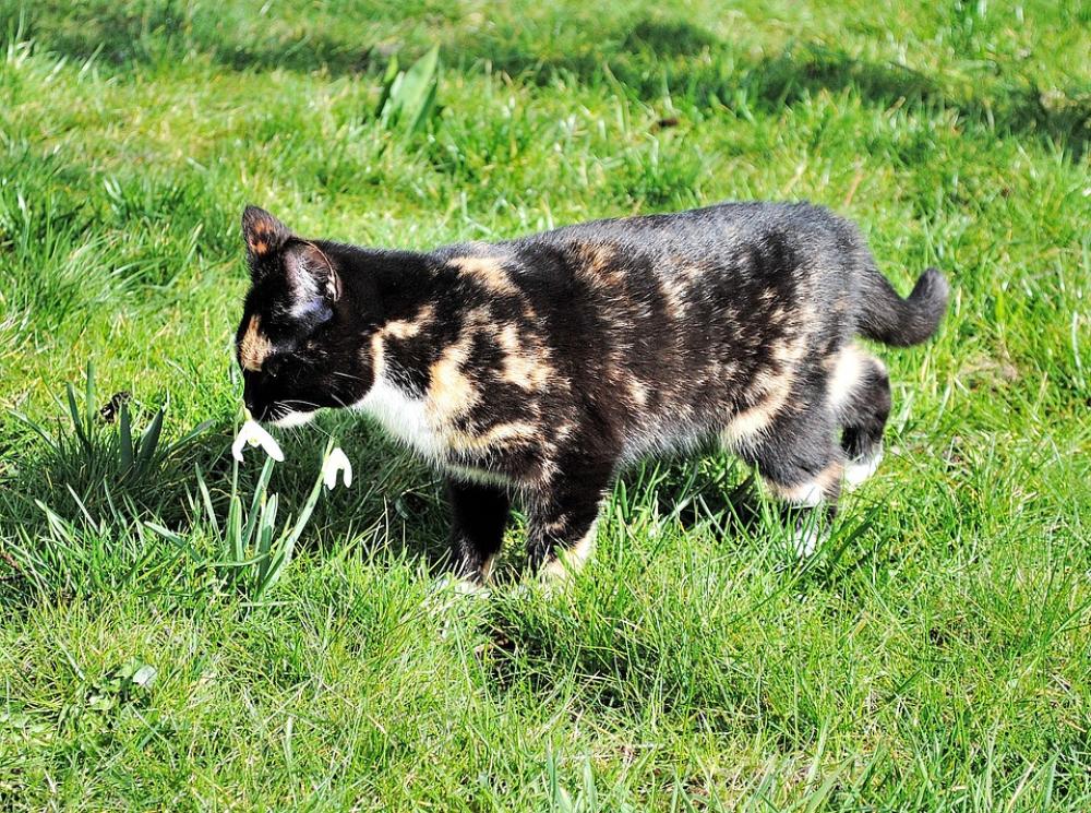 Kitten Young Cat Attention Flower Kitten Young Cat Attention Flower