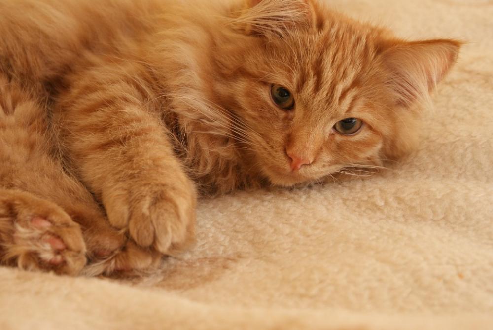 Kitten Cat Animal Rudy Cat'S Eyes Pet Look Kitten Cat Animal Rudy Cat'S Eyes Pet Look