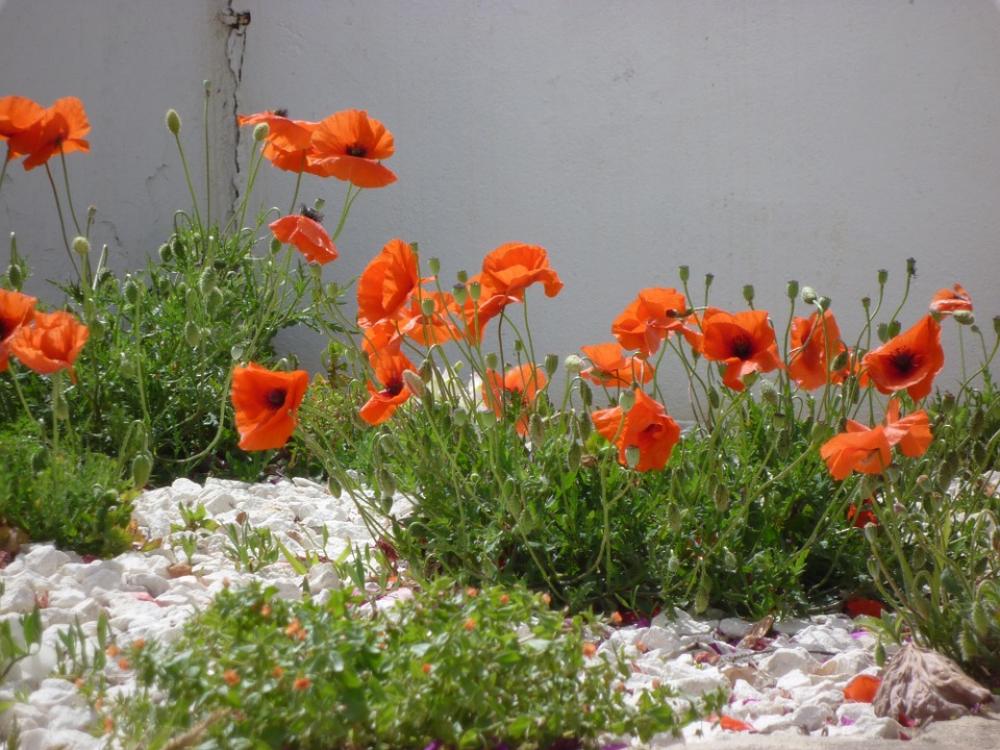Klatschmohn Poppy Red Poppy Nature Klatschmohn Poppy Red Poppy Nature