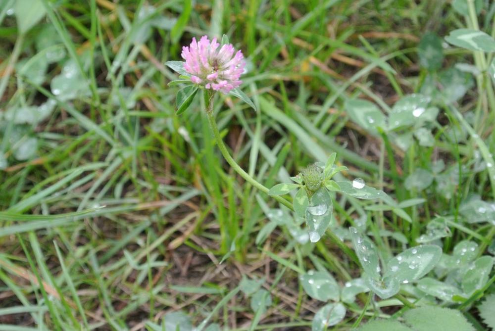 Klee Clover Flower Grass Flower Meadow Green Klee Clover Flower Grass Flower Meadow Green