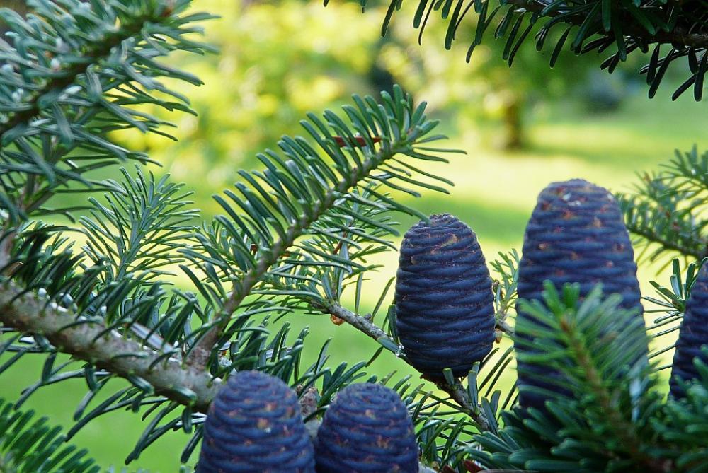 Korean Fir Garden Needle Cones Needles Korean Fir Garden Needle Cones Needles