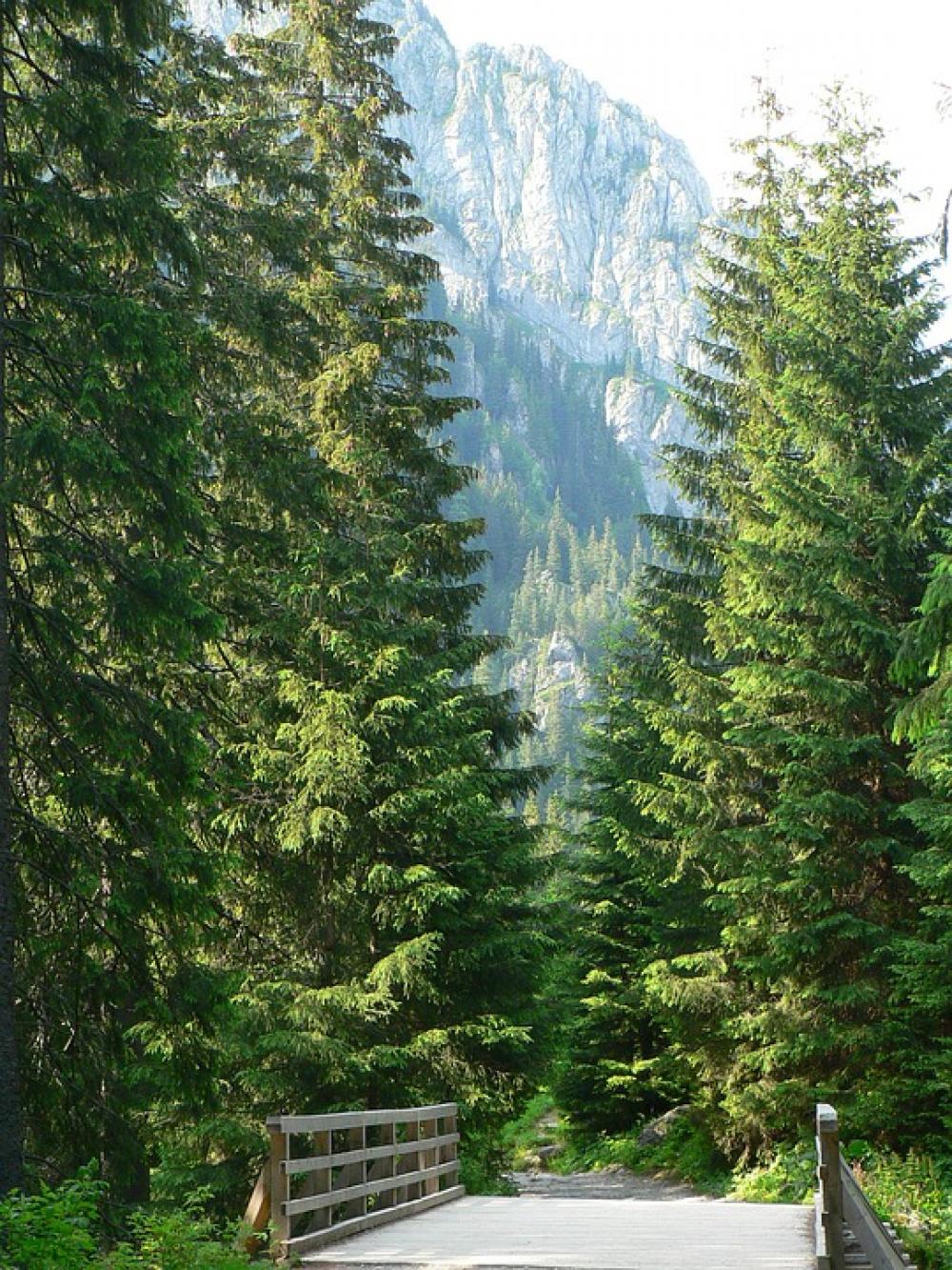 Kościeliska Valley Poland Nature Landscape Top View Kościeliska Valley Poland Nature Landscape Top View