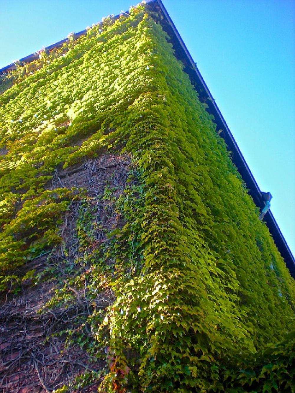 Kyrkfasad Climbing Plant Green Summer Kyrkfasad Climbing Plant Green Summer