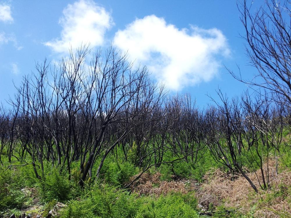 La Gomera Spain Nature Landscape Trees Tree La Gomera Spain Nature Landscape Trees Tree