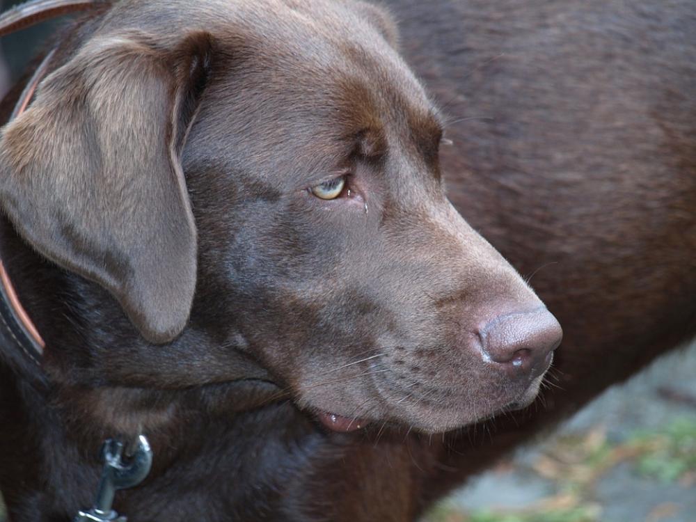 Labrador Dog Pet Dark Brown Head Snout Labrador Dog Pet Dark Brown Head Snout
