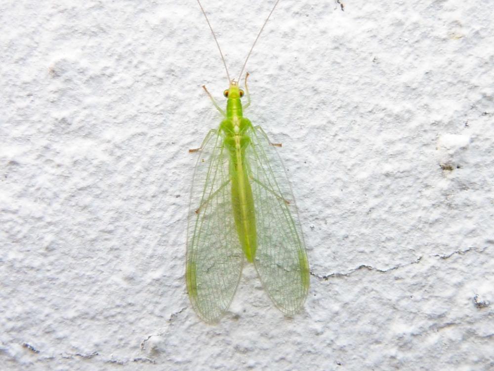 Lacewing Chrysopidae Goldaugen Neuroptera Lacewing Chrysopidae Goldaugen Neuroptera