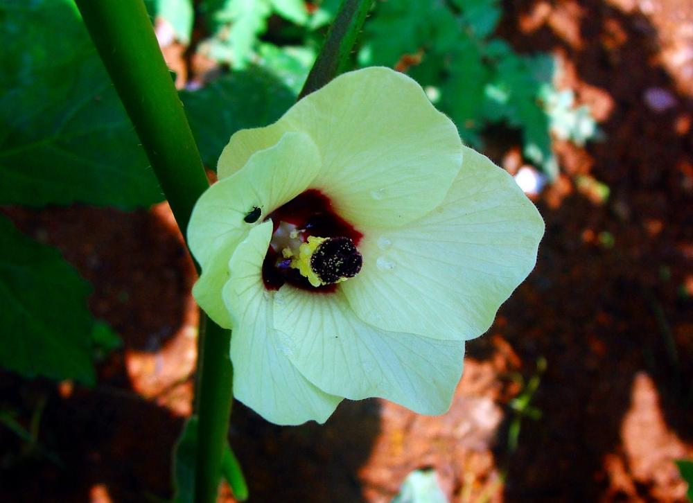 Lady Finger Flower Okra Vegetable Dharwad India Lady Finger Flower Okra Vegetable Dharwad India
