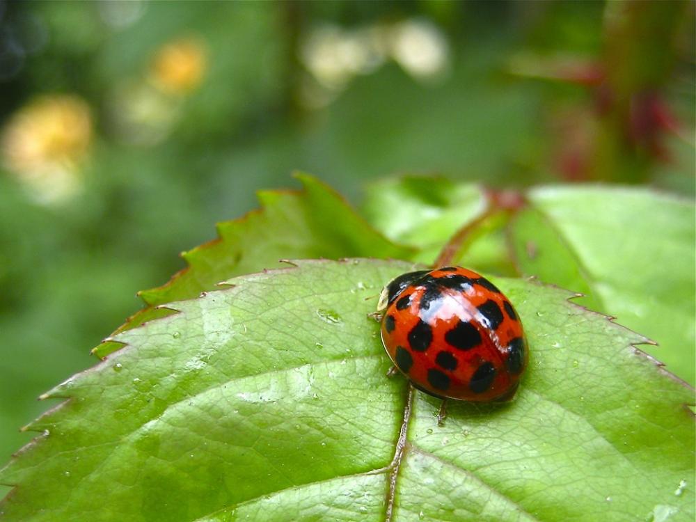 Ladybug Green Red Nature Leaf Insect Happiness Ladybug Green Red Nature Leaf Insect Happiness