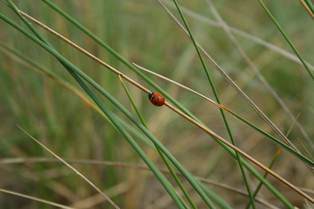 Ladybug Reed Grass Nature Grasses Landscape Rest Ladybug Reed Grass Nature Grasses Landscape Rest