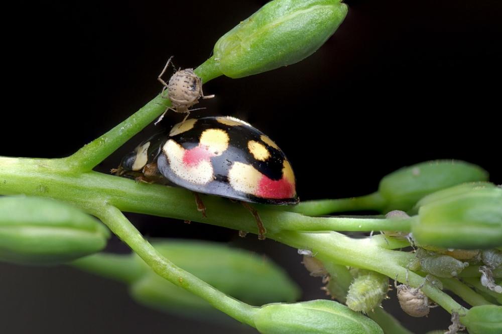 Ladybug Aphids Nature Insect Beetle Macro Plant Ladybug Aphids Nature Insect Beetle Macro Plant