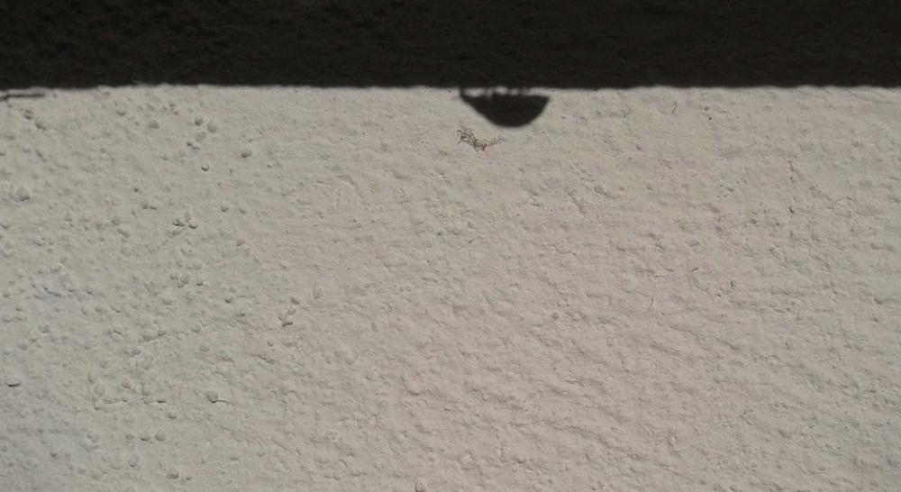 Ladybug Insect Shadow Wall Black And White Ladybug Insect Shadow Wall Black And White