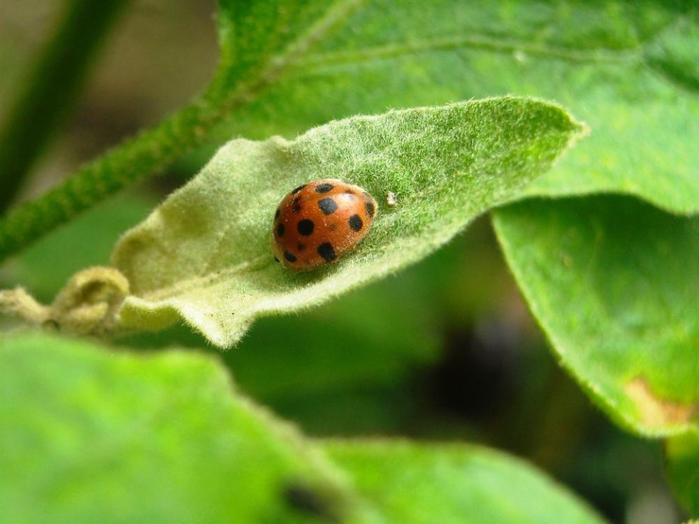 Ladybugs Insects Orange Black Leaf Green Ladybugs Insects Orange Black Leaf Green